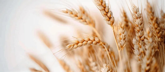 Is Wheat Dextrose Gluten Free?