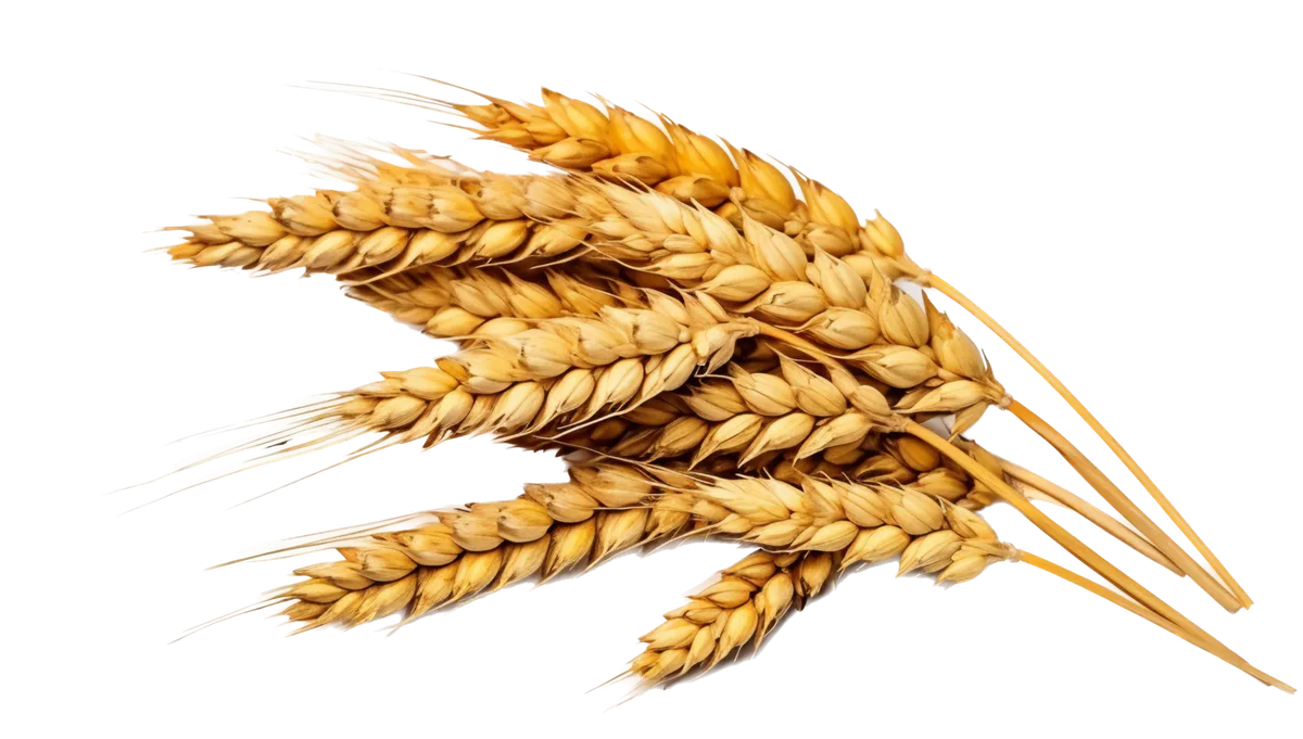 Is Wheat Protein Gluten Free?