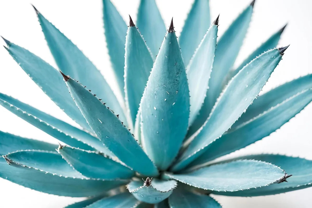 Is Blue Agave Gluten Free?