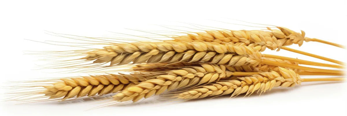 Is Wheat Germ Gluten Free?