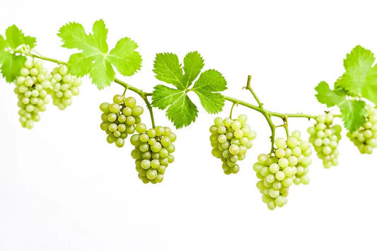 Is Riesling Gluten Free?
