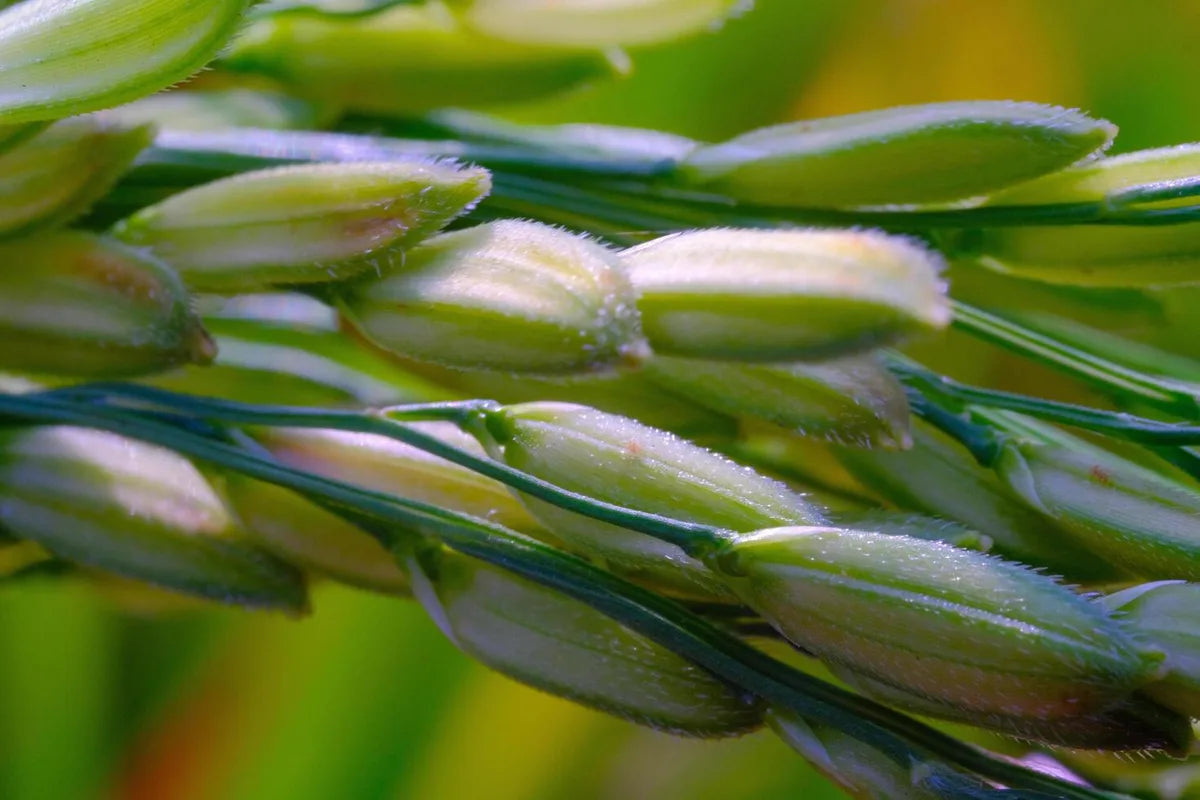 Is Oat Grass Gluten Free?