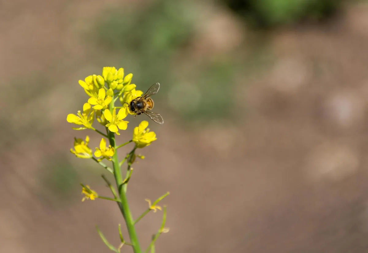 Is Honey Mustard Gluten Free?