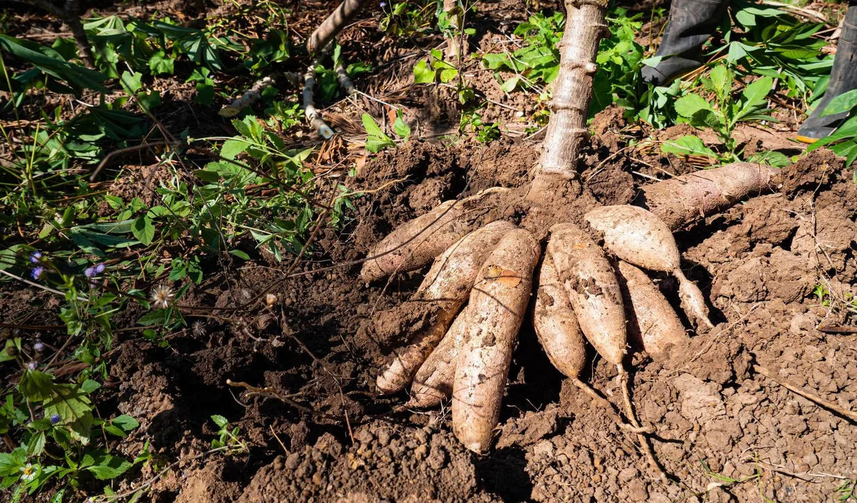 Is Cassava Gluten Free?