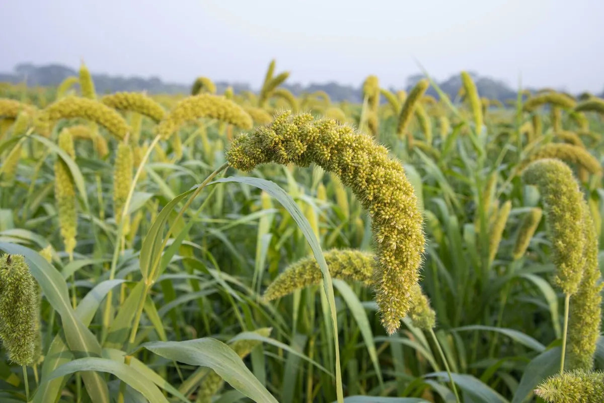 Is Foxtail Millet Gluten Free?