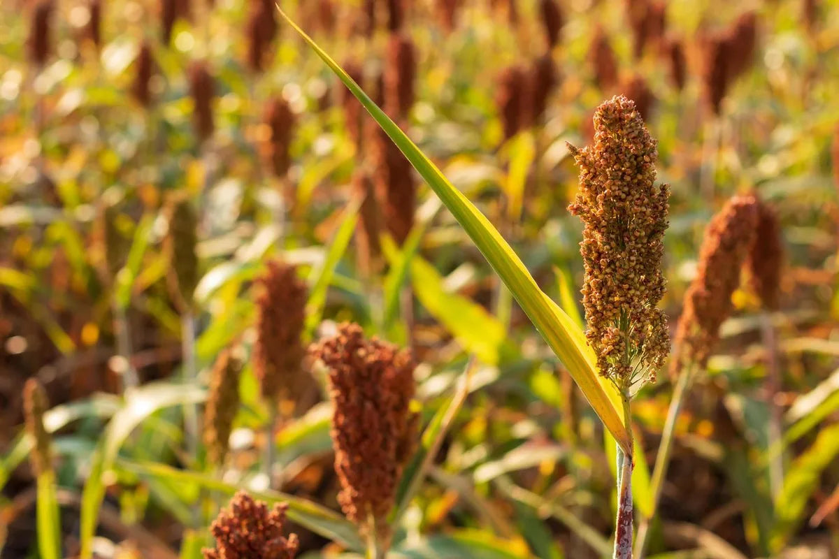 Is Sorghum Gluten Free?
