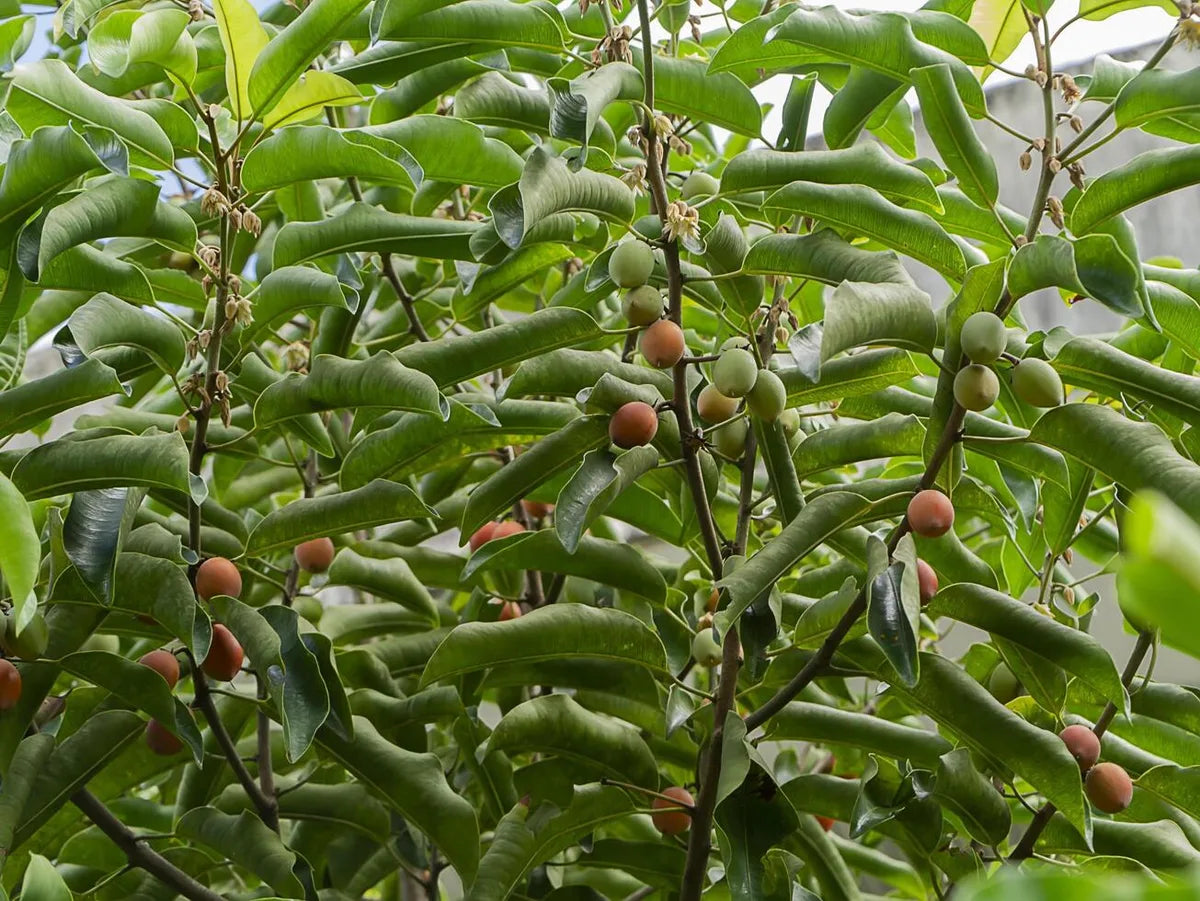 Is Locust Bean Gum Gluten Free?