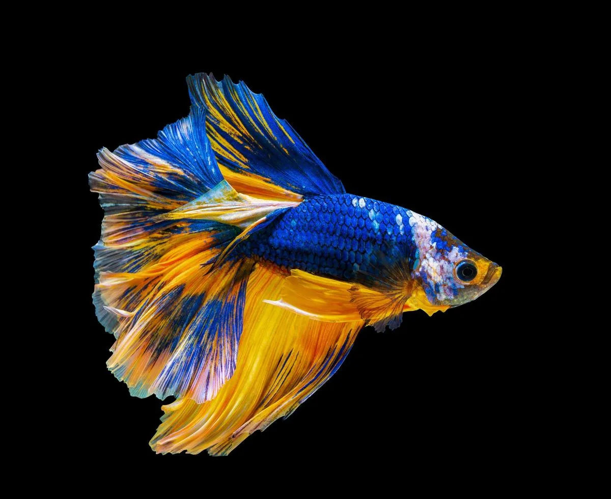 Is Fish Gluten Free?