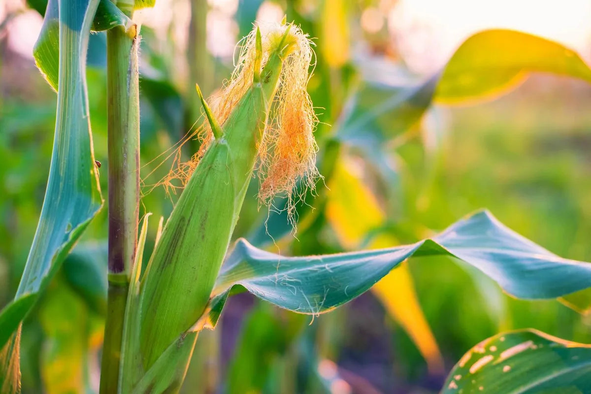Is Corn On The Cob Gluten Free?