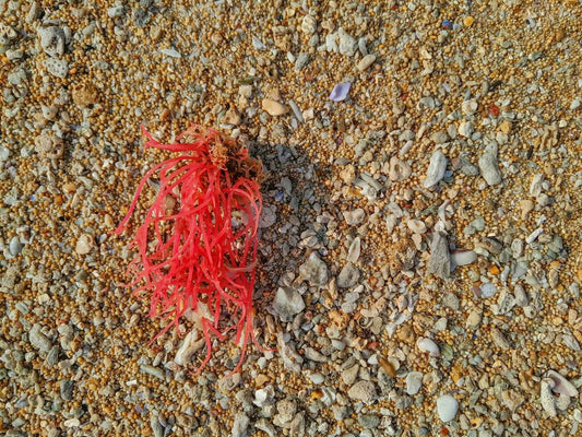 Is Carrageenan Gluten Free?