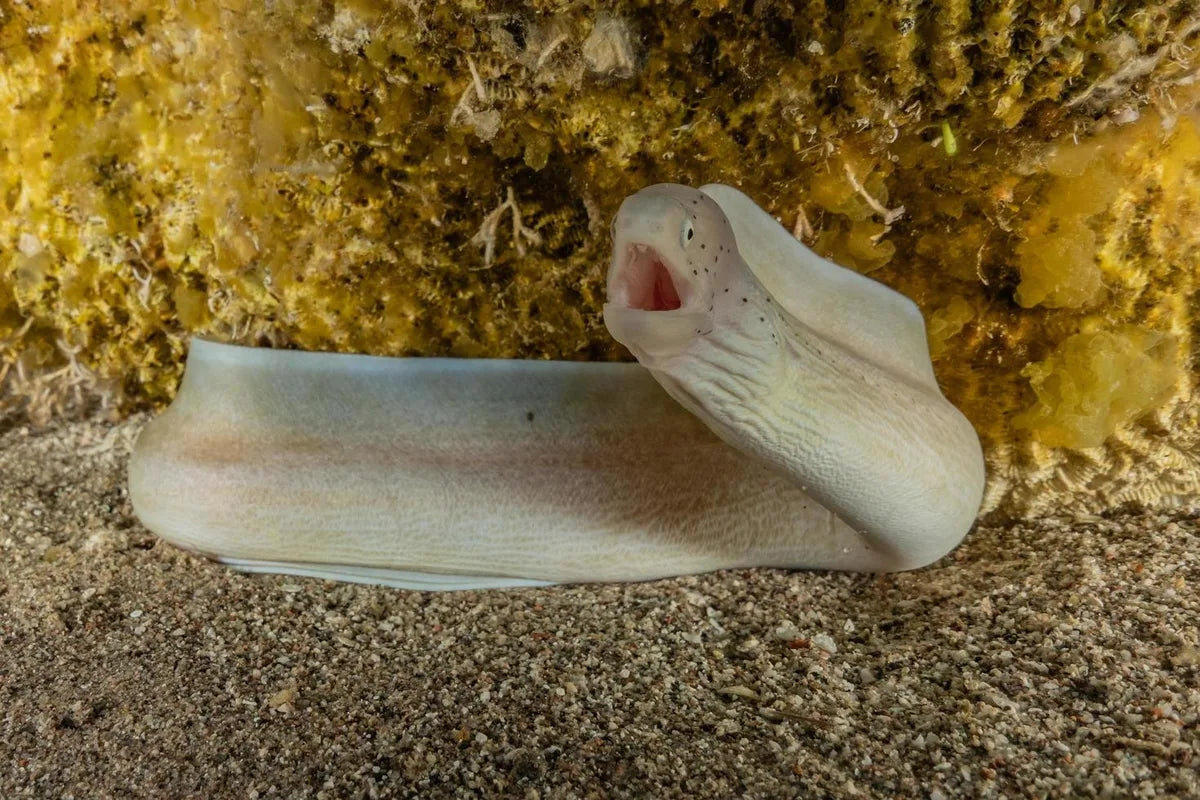 Is Eel Gluten Free?