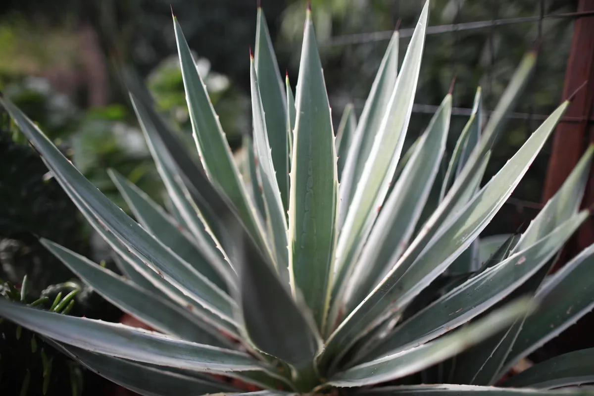 Is Agave Gluten Free?