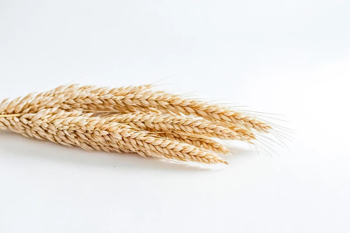 Is Wheat Vodka Gluten Free?