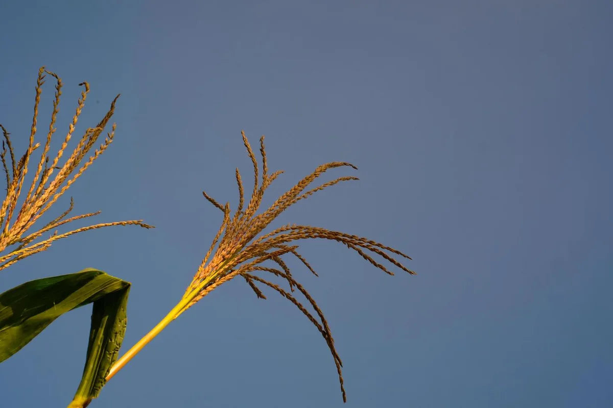 Is Bajra Gluten Free?