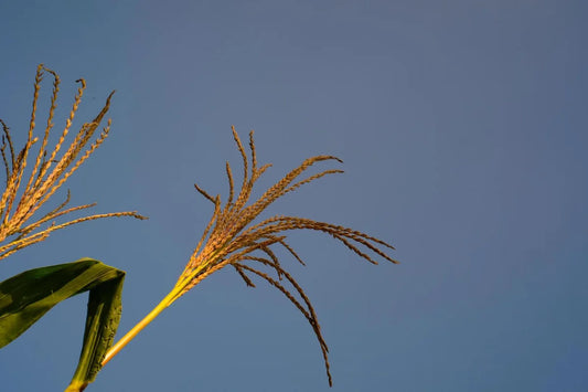 Is Bajra Gluten Free?