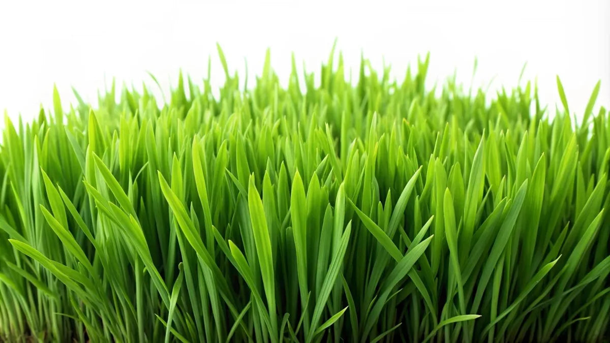 Is Organic Wheat Grass Gluten Free?