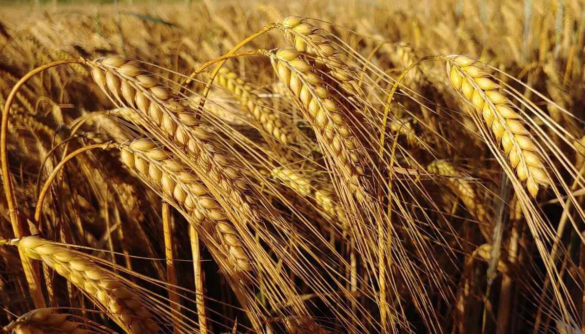 Is  Barley Gluten Free?
