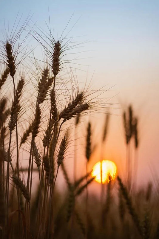 Is Barley grass Gluten Free?