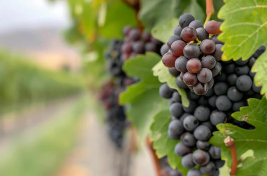 Is Pinot Noir Gluten Free?