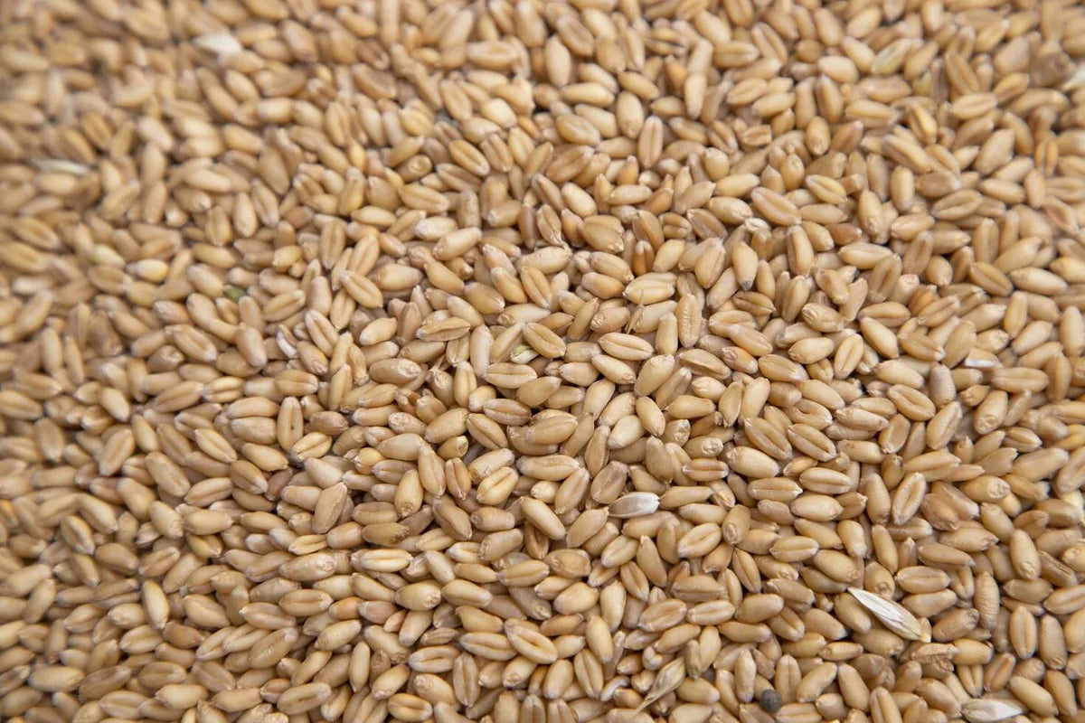 Is Farro Gluten Free?