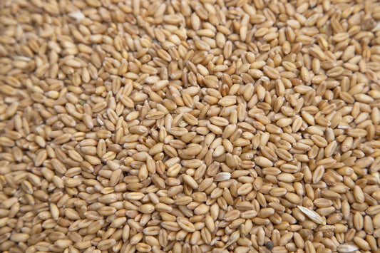 Is Farro Gluten Free?