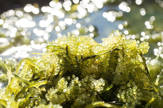 Is Seaweed Gluten Free?