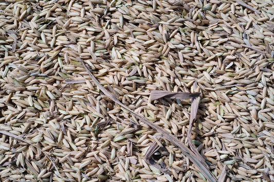 Is Malted Rice Gluten Free?