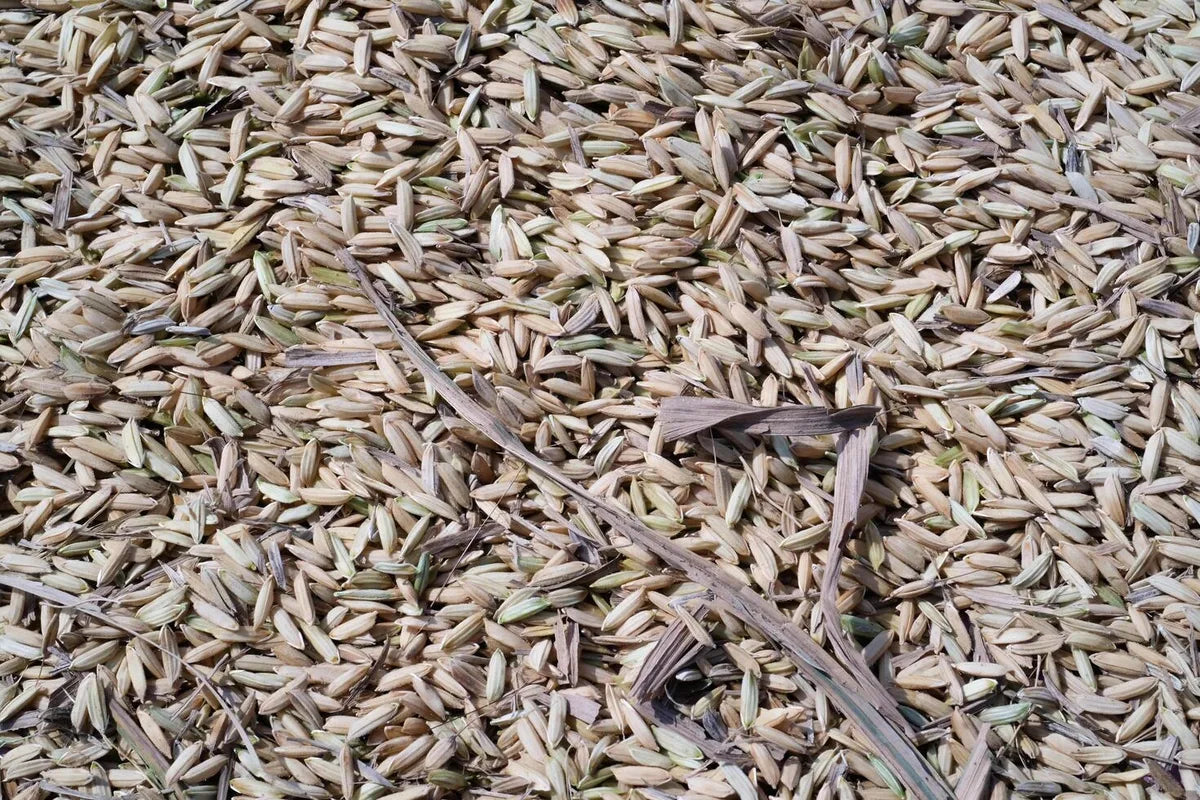 Is Rice Malt Gluten Free?