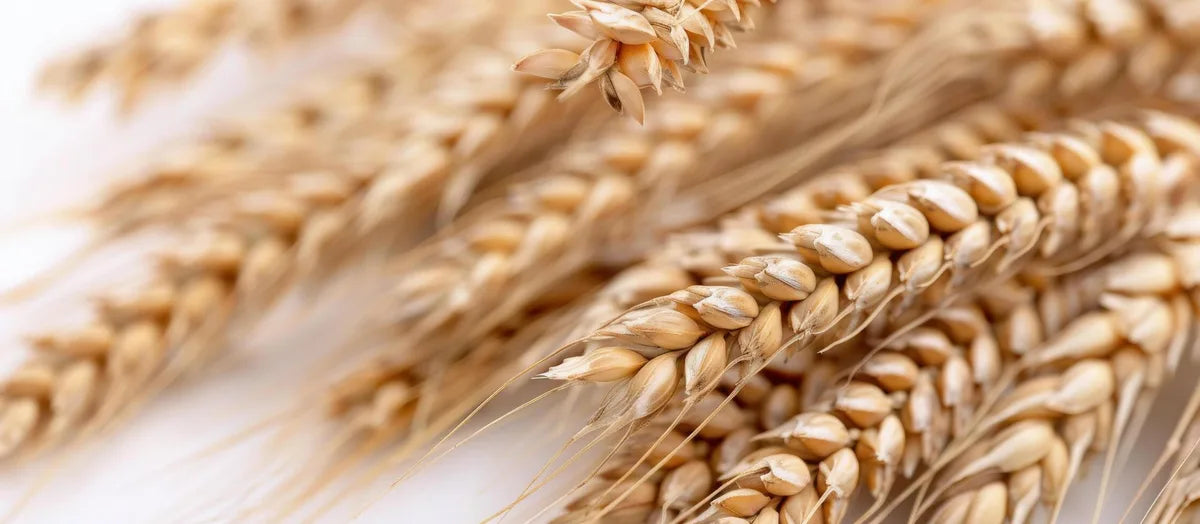 Is Durum Wheat Gluten Free?