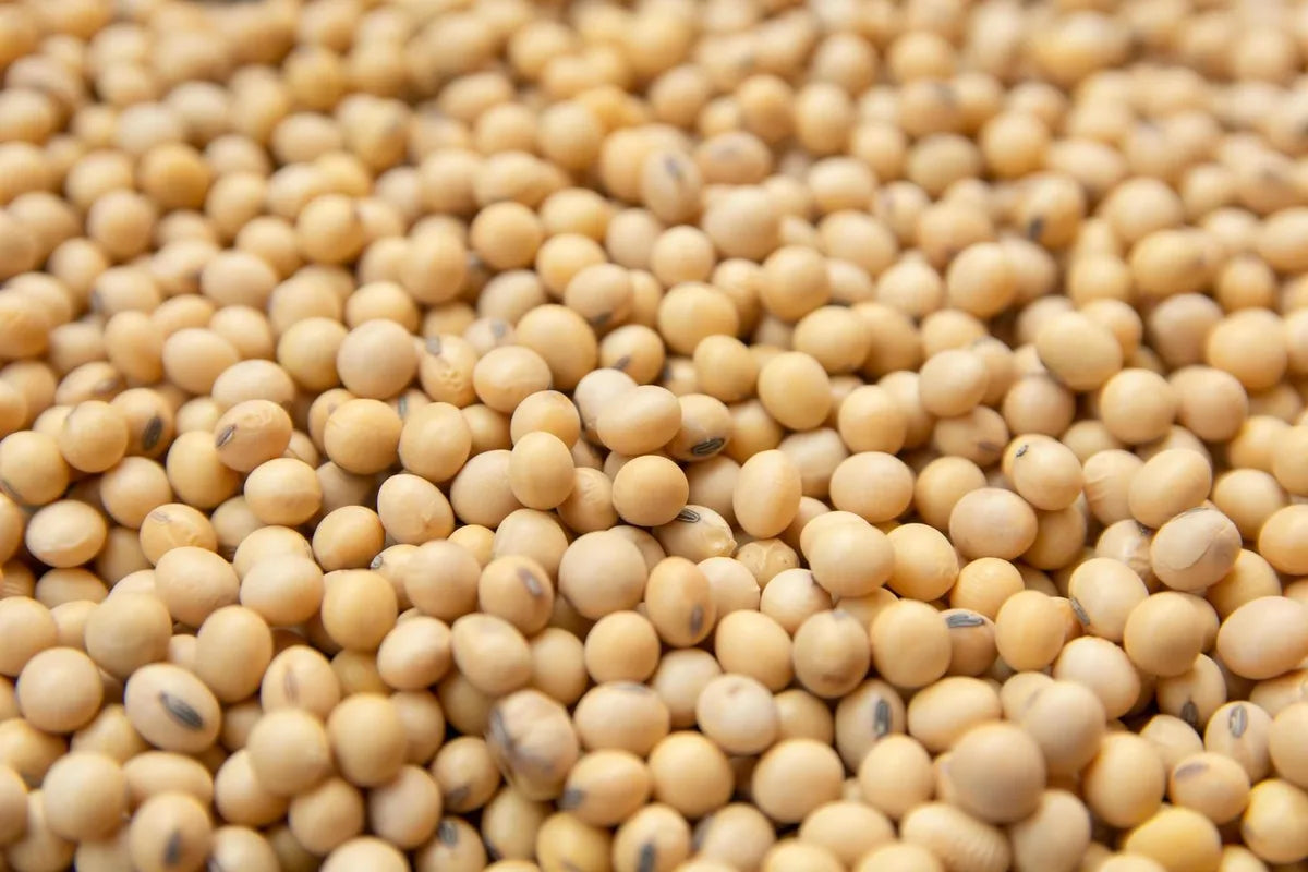 Is Soybean Gluten Free?